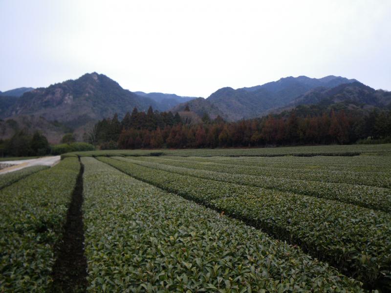 お茶畑から見る仙ヶ岳と手前の鬼ヶ牙